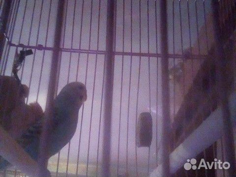 Продам девочку попугая, вместе с клеткой, поилкой купить на Зозу.ру - фотография № 9
