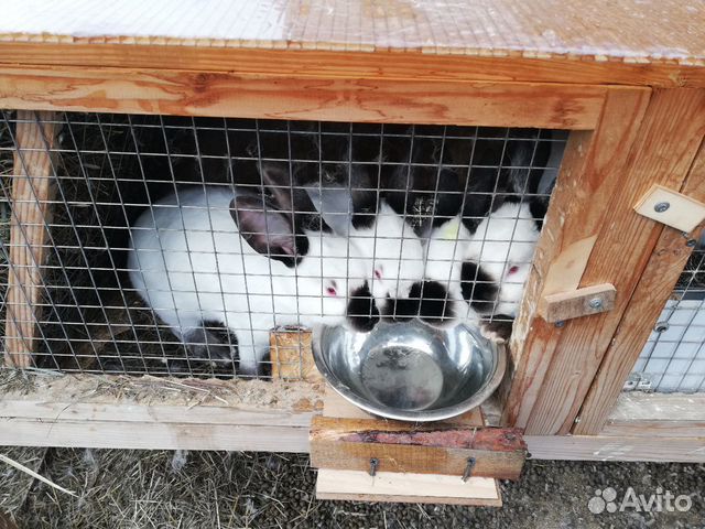 Кролики чистопородные на разведение и мясо купить на Зозу.ру - фотография № 2