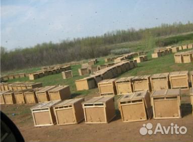 Пчелопакеты (бронь на середину апреля) купить на Зозу.ру - фотография № 1
