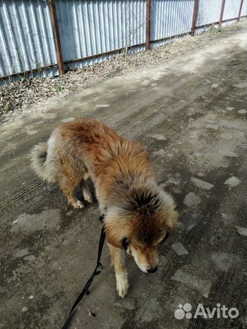Собака тибетский мастиф купить на Зозу.ру - фотография № 2