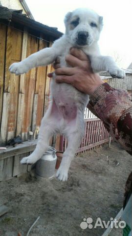Среднеазиатская овчарка (алабаи) купить на Зозу.ру - фотография № 7