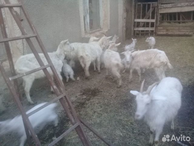 Козы и козлята купить на Зозу.ру - фотография № 3