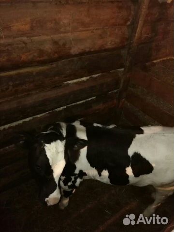 Тёлочка два месяца от молочной коровы купить на Зозу.ру - фотография № 2