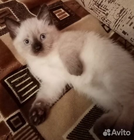 Отдам сиамского котенка купить на Зозу.ру - фотография № 3