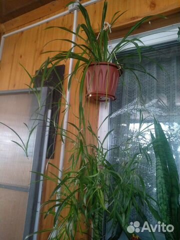 Хлорофитум хохлатый