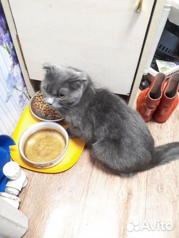 Отдам вислоухую домашнюю кошечку