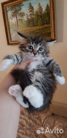 Норвежская лесная девочка котенок 1,5мес Норвежская лесная девочка котенок 1,5мес