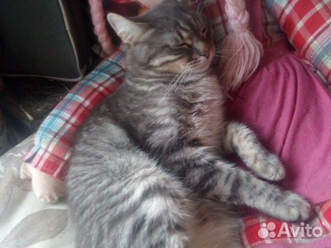Хулиган Хулиган