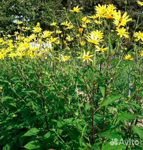 Топинамбур(клубни)(Многолетний)