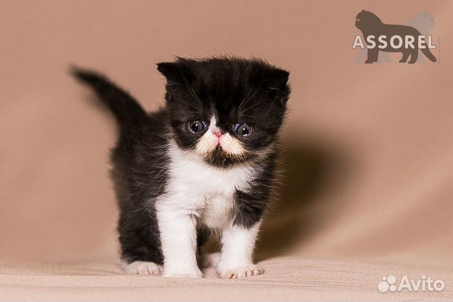 Экзот Принц Экзот Принц