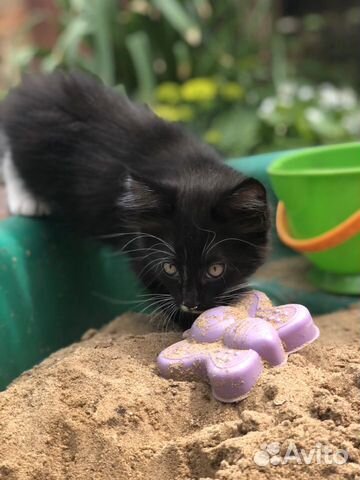 Котёнок