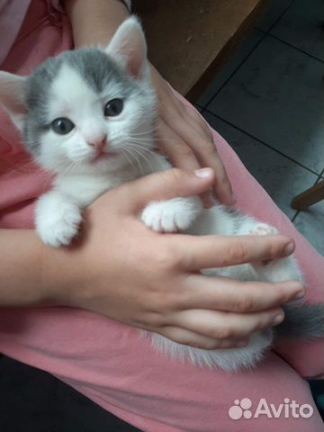Котёнок в добрые руки