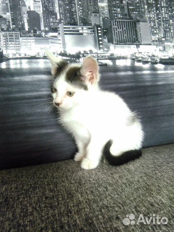 Котятки 2 мес