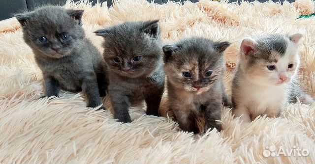 Котята в добрые руки