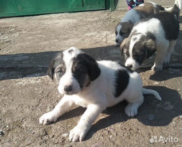 Щенки алабая с ушами и хвостом фото