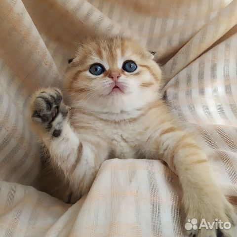 Золотая шиншилла. котики Золотая шиншилла. котики