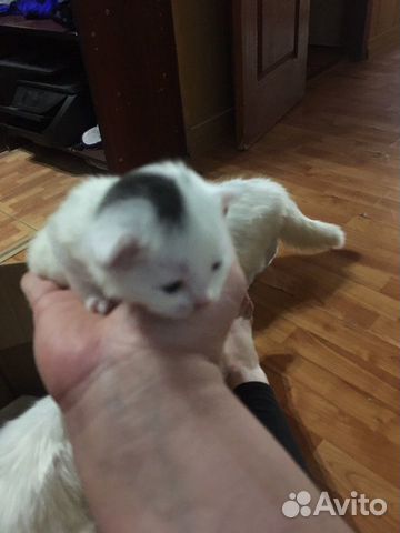 Котята Котята