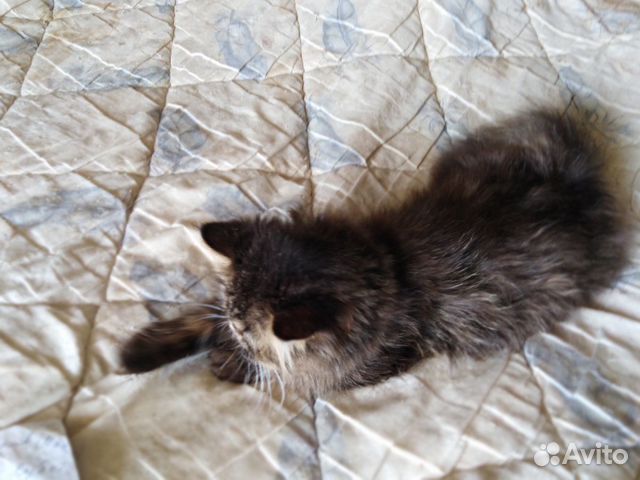 Хорошенькие котейки Хорошенькие котейки