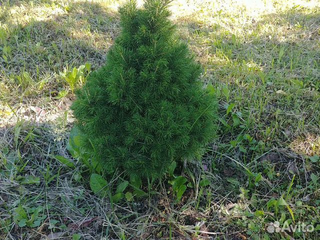 Ель канадская