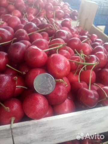 Черешня крупная Розовая Черешня крупная Розовая