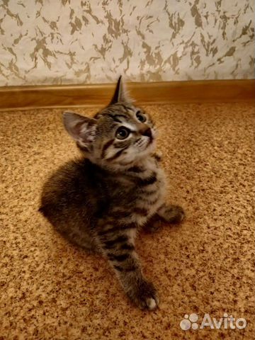Котенок 2 месяца