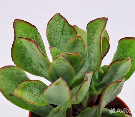 Крассула «Синяя птица» (Crassula cv. Blue Bird)