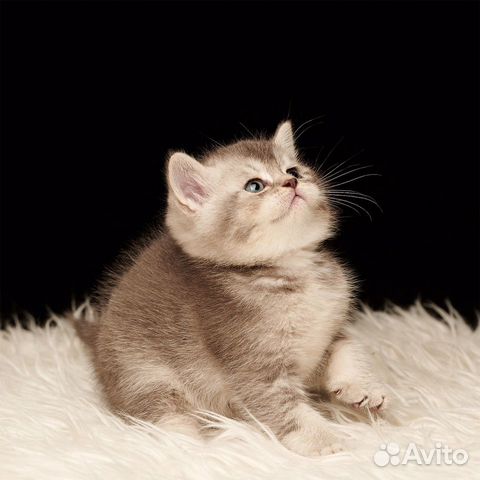 Шотландские котята Скоттиш -страйт Шотландские котята Скоттиш -страйт