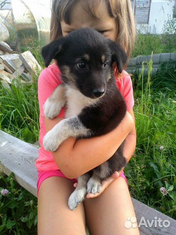 Щенок