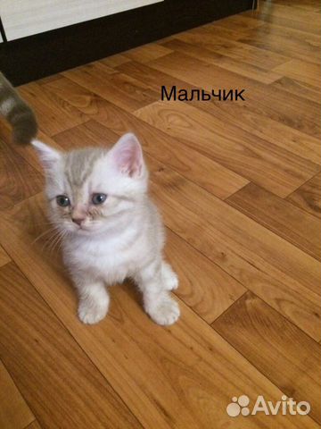 Котята
