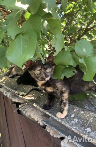 Котенок в добрые руки