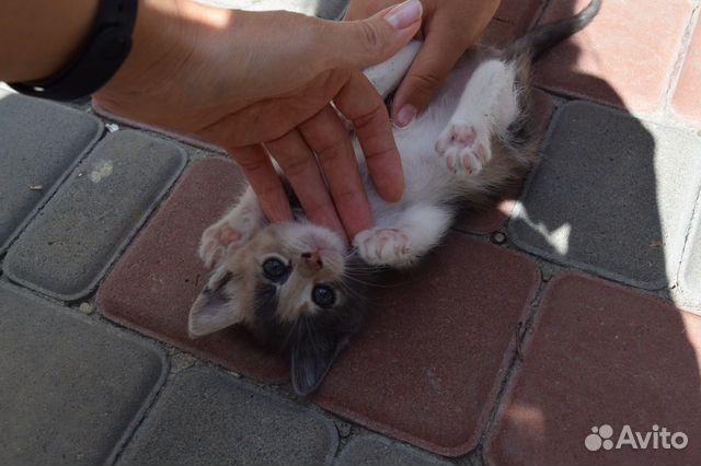 Котята ищут дом Котята ищут дом