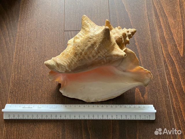 Ракушка большая