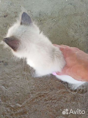Котята