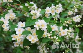 Ирисы,Чубушник,Гортензия,Райграс,Пиретрум