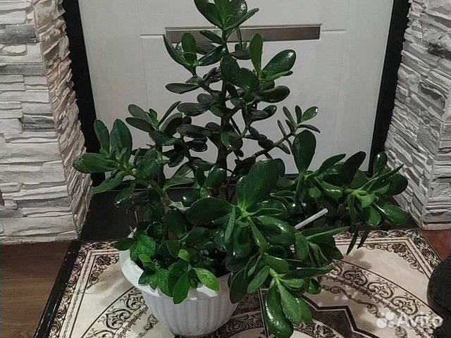 Денежное дерево