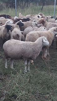 Овцы бараны ягнята оптом и в розницу - фотография № 5