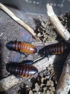 Мадагаскарские тараканы
