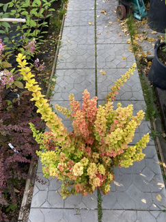 Барбарис Мария