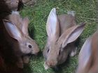 Кролики породы ризен объявление продам