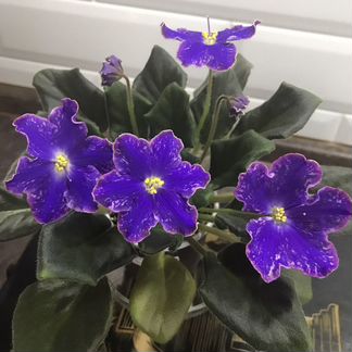 Фиалки сортовые