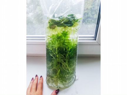 Аквариумные растения, улитки