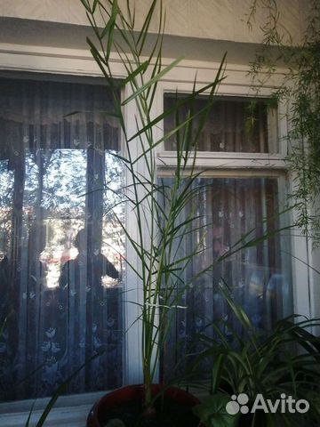 Комнатные растения Пальма