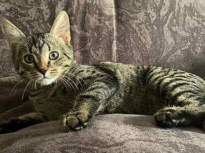 Камышовая Кошка Фото