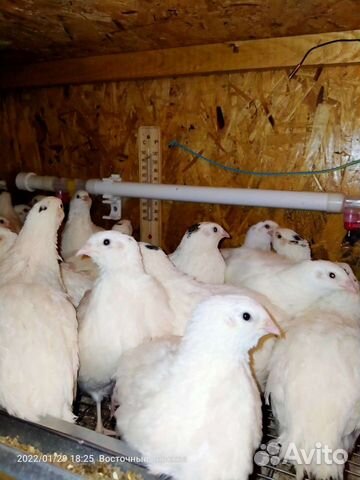 Перепела Техасцы