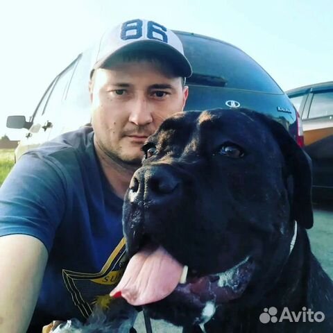 Дрессировка воспитание собак.Кинолог. Зоопсихолог