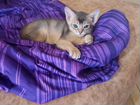 Абиссинские котята,девочка голубого окраса