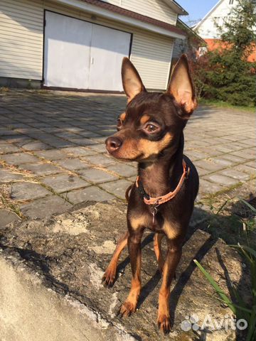 Вязка той терьер мини