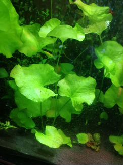 Аквариумные растения