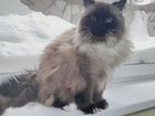 Невская маскарадная, котик Бакс, 5 лет