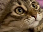 Кошка помесь с мейн-кун объявление продам